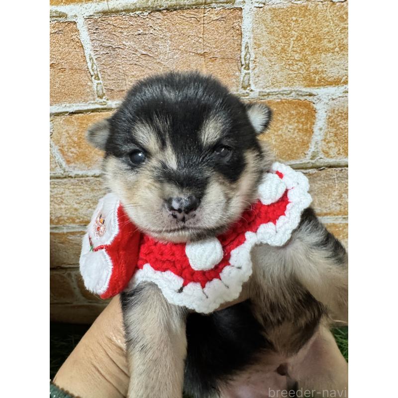 販売中の茨城県のミックス犬-428510の3枚目