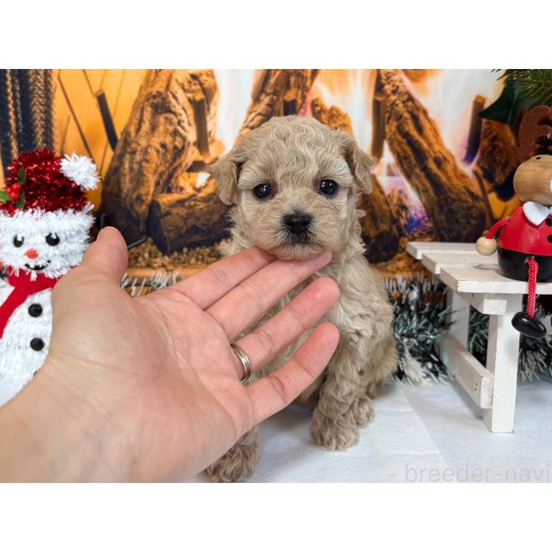 販売中の秋田県のタイニープードル-428509の1枚目