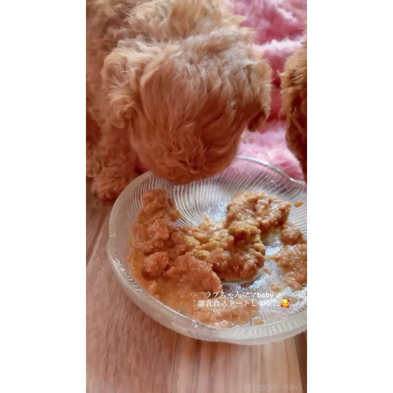 販売中の千葉県のトイプードル-420334の9枚目