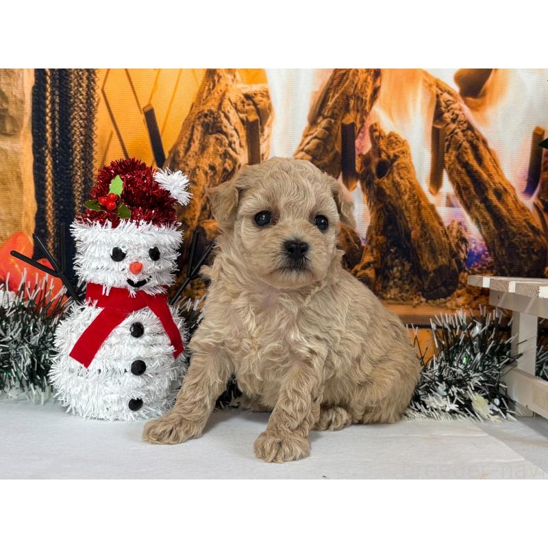 販売中の秋田県のタイニープードル-428509の5枚目