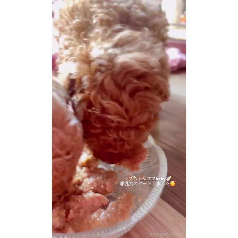 販売中の千葉県のトイプードル-420334の8枚目