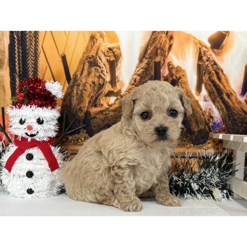 販売中の秋田県のタイニープードル-428509の4枚目