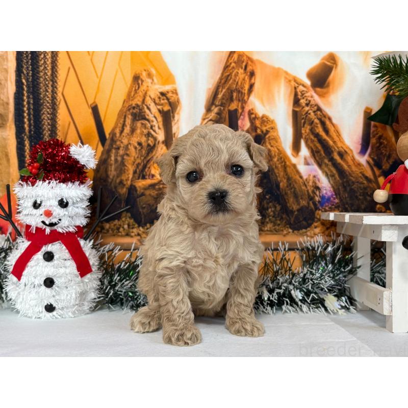 販売中の秋田県のタイニープードル-428509の3枚目