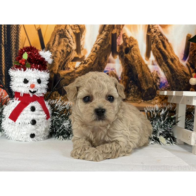 販売中の秋田県のタイニープードル-428509の2枚目