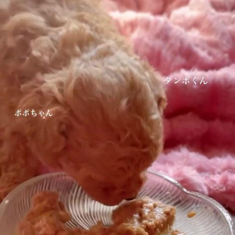 販売中の千葉県のトイプードル-420334の7枚目