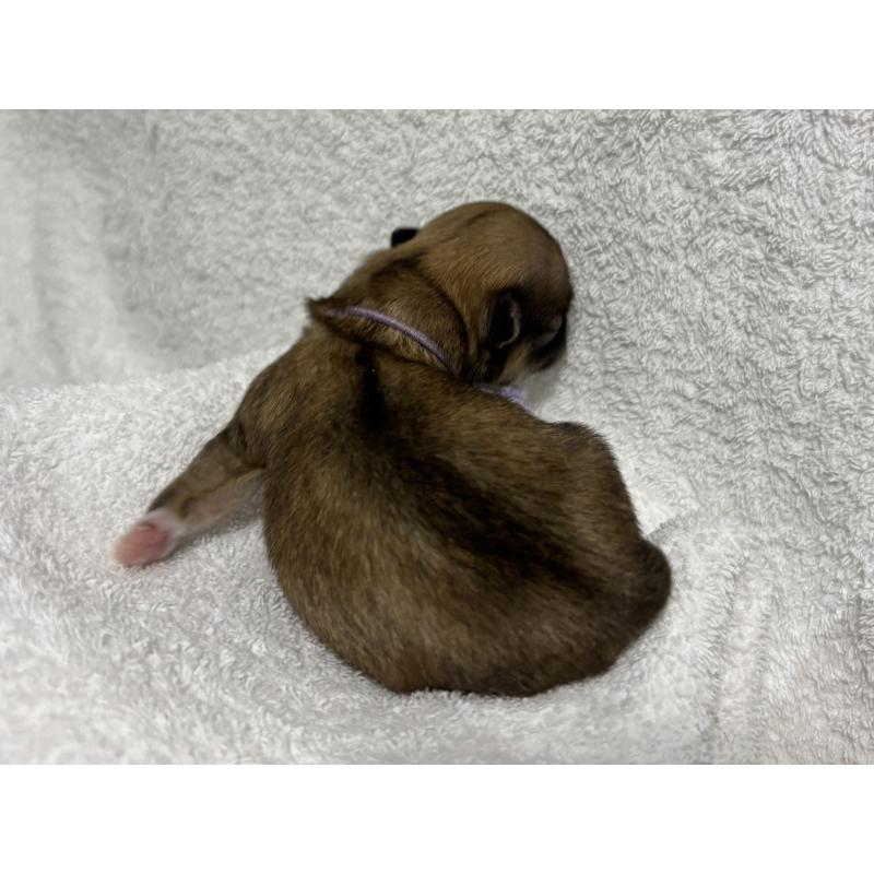 販売中の千葉県のチワワ(ロングコート)-430929の16枚目