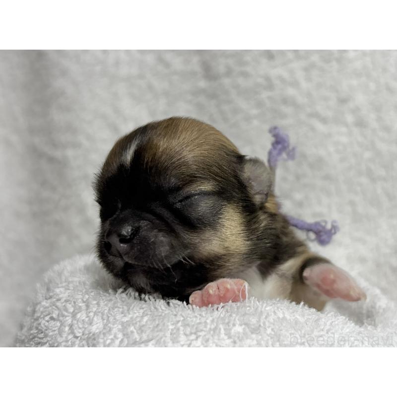 販売中の千葉県のチワワ(ロングコート)-430929の15枚目