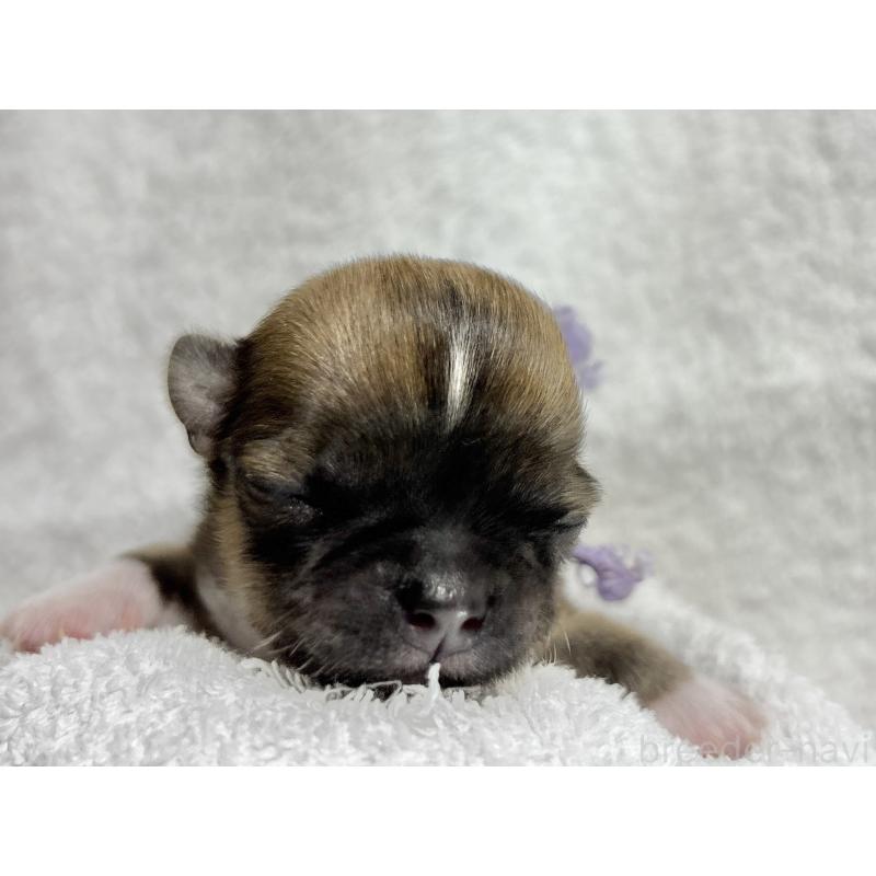 販売中の千葉県のチワワ(ロングコート)-430929の14枚目