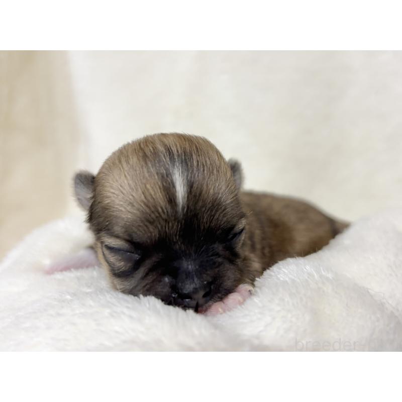 販売中の千葉県のチワワ(ロングコート)-430929の13枚目