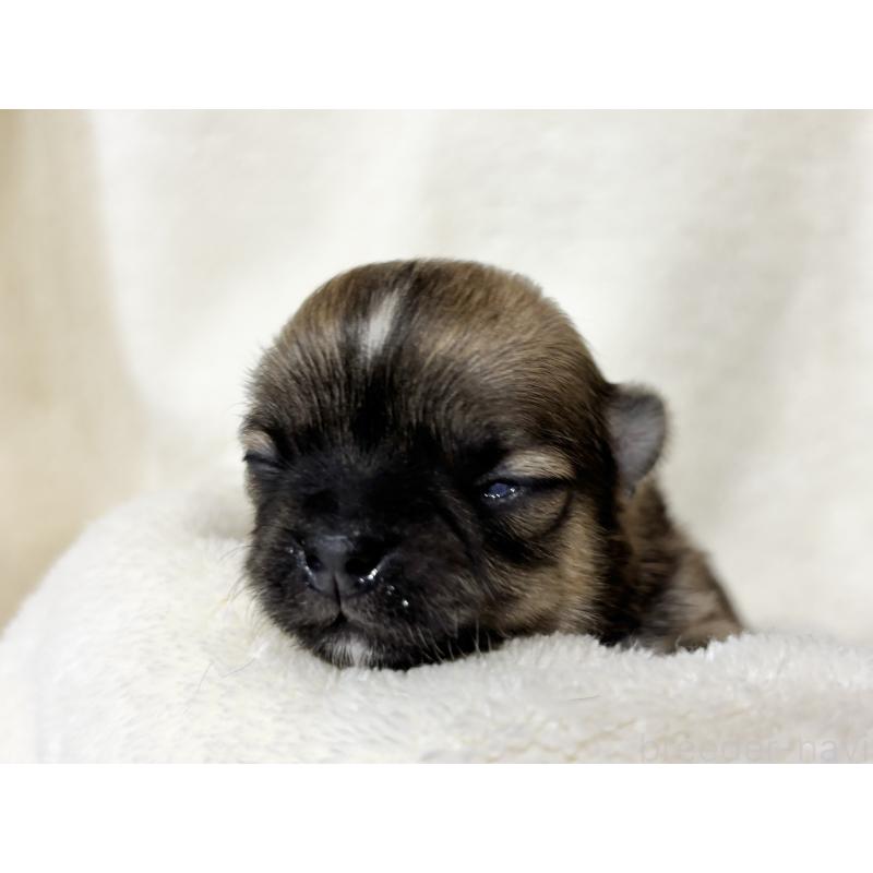 販売中の千葉県のチワワ(ロングコート)-430929の12枚目