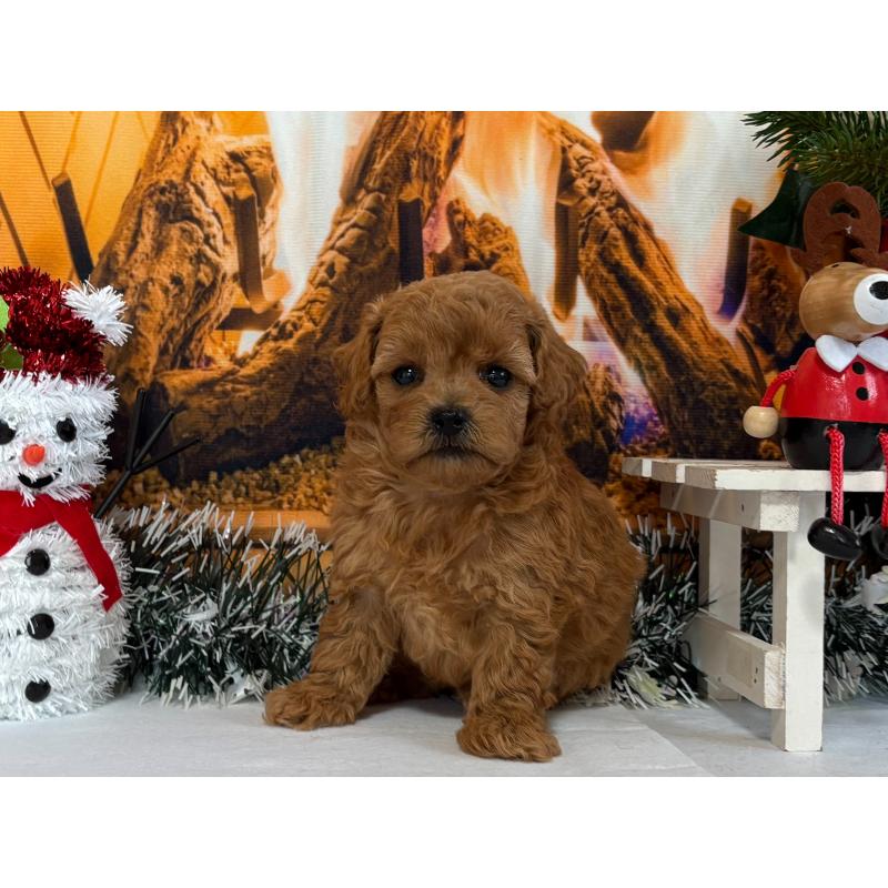 販売中の秋田県のタイニープードル-428512の5枚目