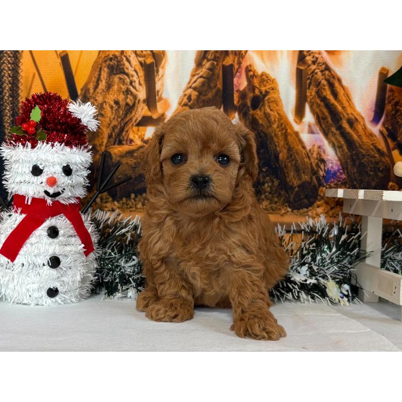 販売中の秋田県のタイニープードル-428512の4枚目