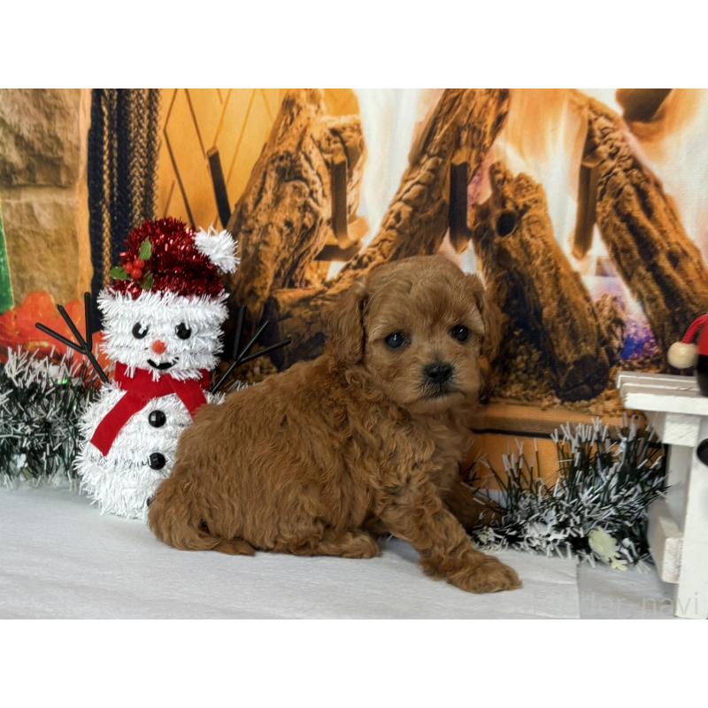 販売中の秋田県のタイニープードル-428512