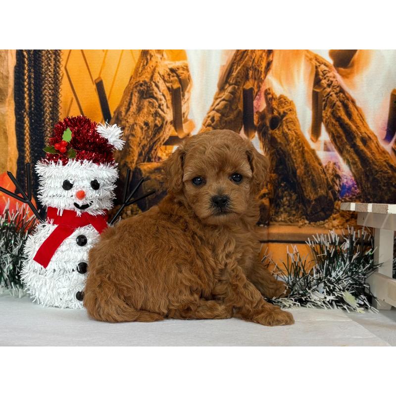 販売中の秋田県のタイニープードル-428512の3枚目