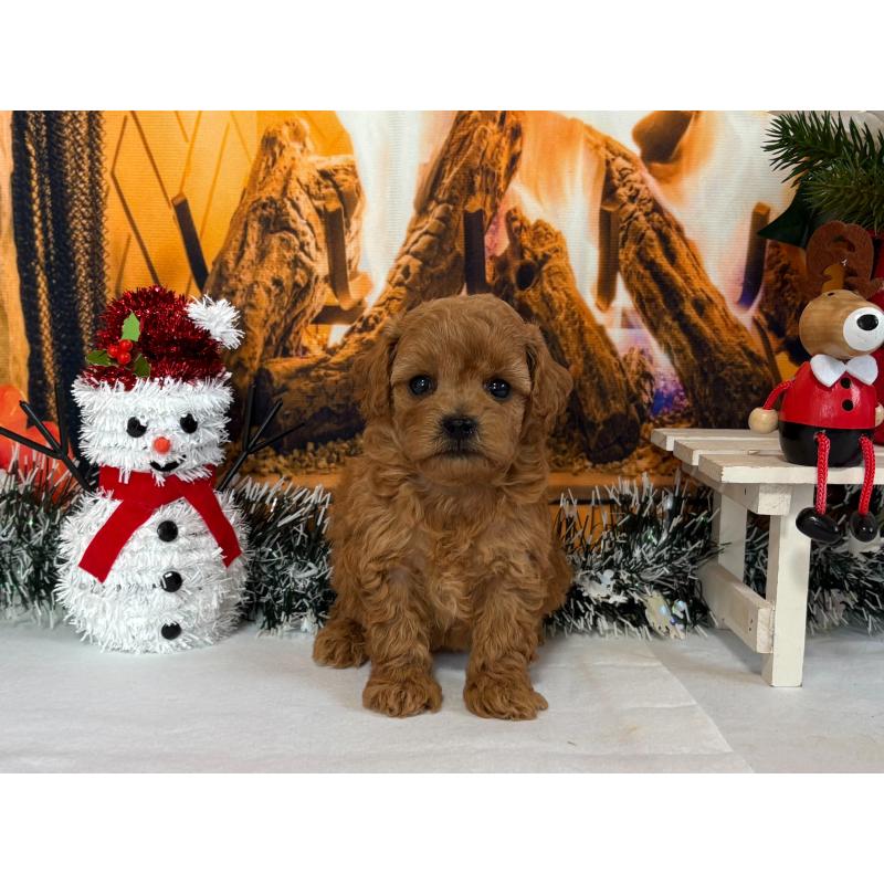 販売中の秋田県のタイニープードル-428512の2枚目