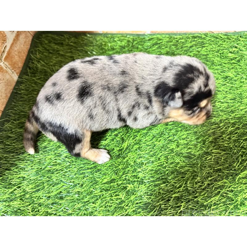 販売中の茨城県のミックス犬-428514の6枚目