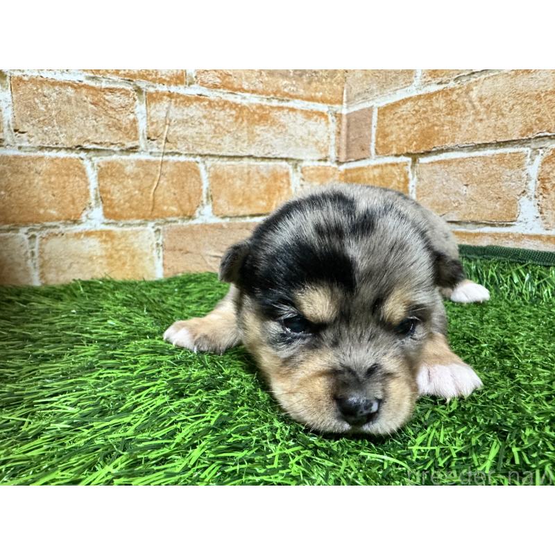 販売中の茨城県のミックス犬-428514の4枚目