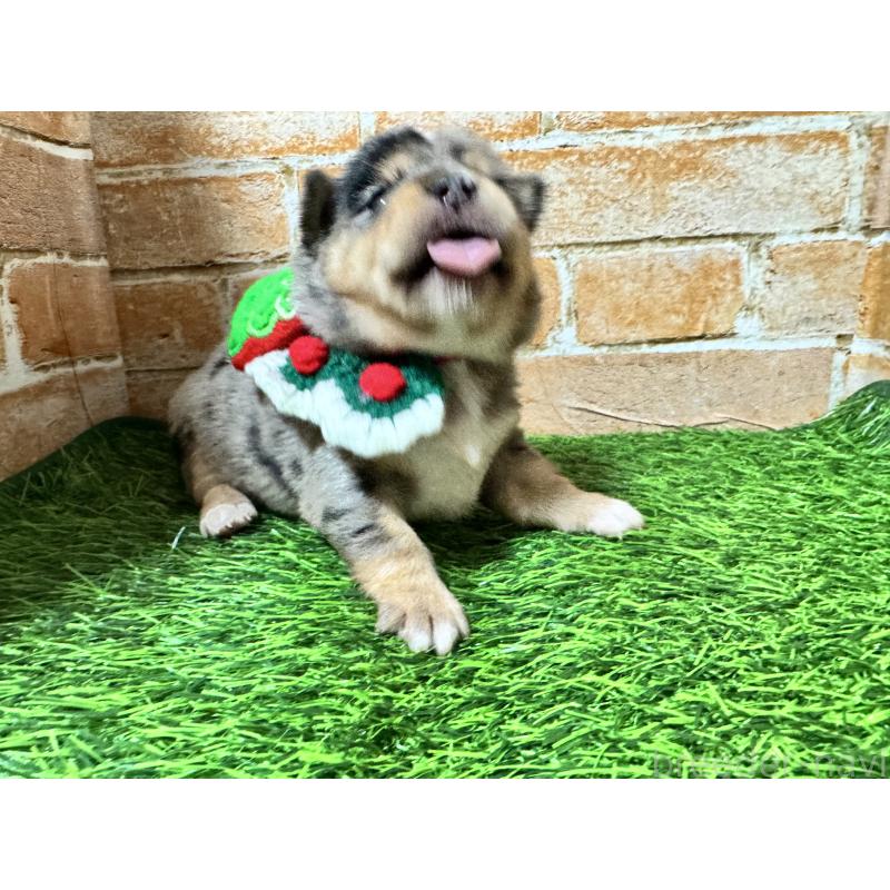 販売中の茨城県のミックス犬-428514の3枚目