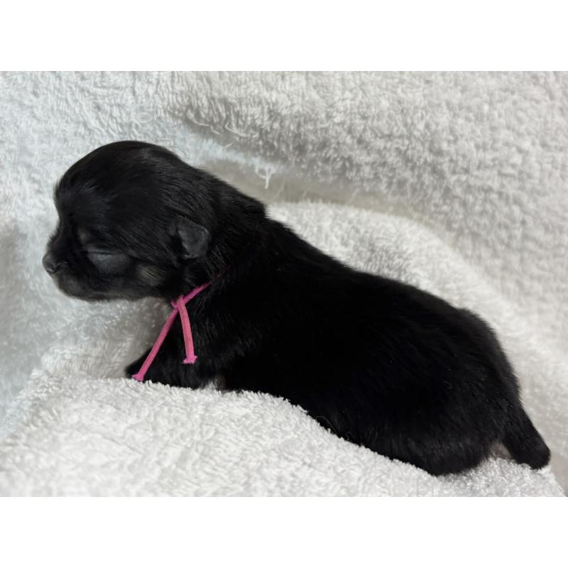 販売中の千葉県のチワワ(ロングコート)-430928の13枚目