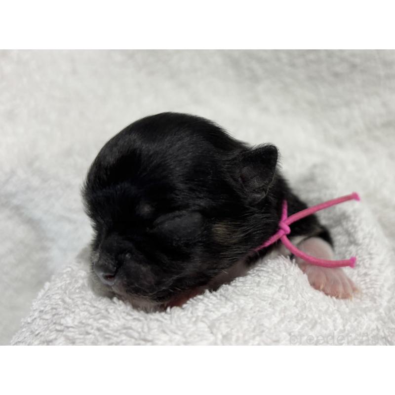 販売中の千葉県のチワワ(ロングコート)-430928の12枚目