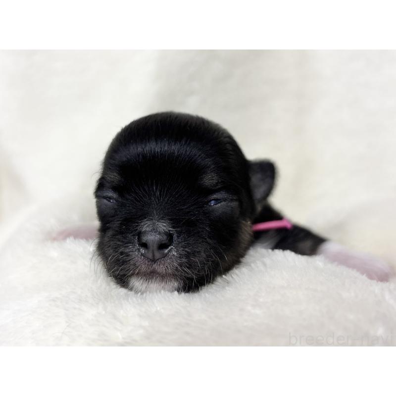 販売中の千葉県のチワワ(ロングコート)-430928の11枚目