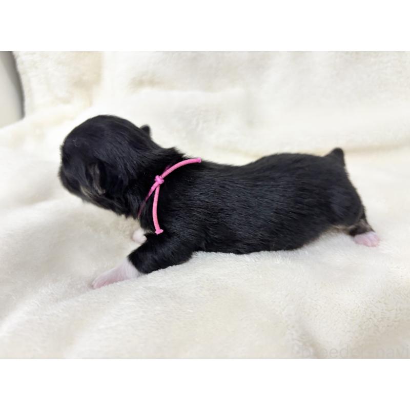 販売中の千葉県のチワワ(ロングコート)-430928の10枚目