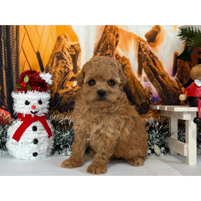 販売中の秋田県のタイニープードル-428515の5枚目