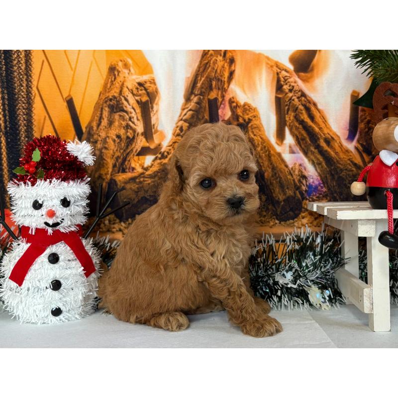 販売中の秋田県のタイニープードル-428515の4枚目