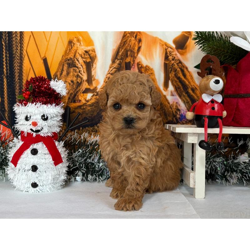 販売中の秋田県のタイニープードル-428515