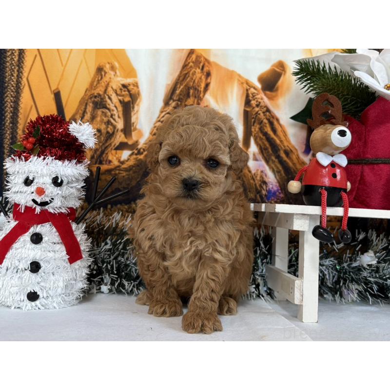 販売中の秋田県のタイニープードル-428515の3枚目