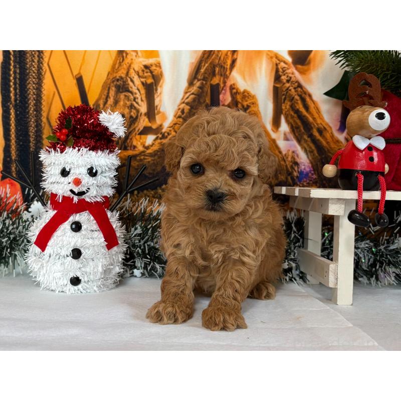 販売中の秋田県のタイニープードル-428515の2枚目