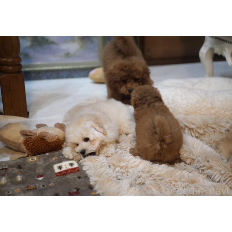 販売中の香川県のティーカッププードル-421881の5枚目