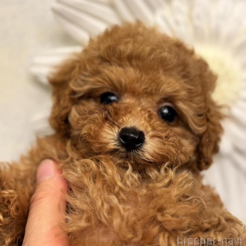 販売中の香川県のティーカッププードル-421881