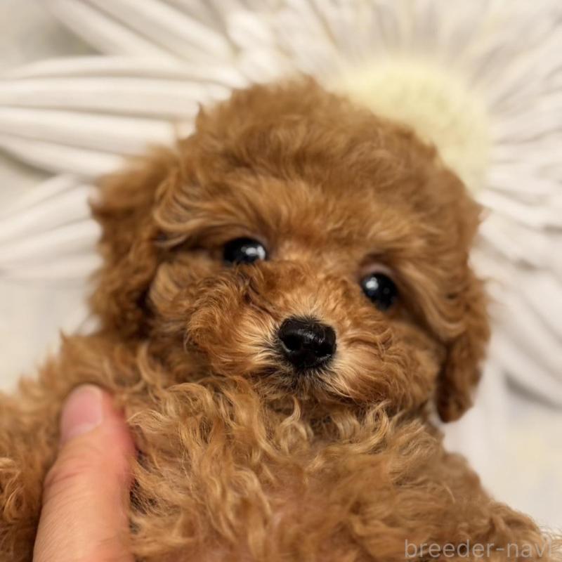 販売中の香川県のティーカッププードル-421881の3枚目