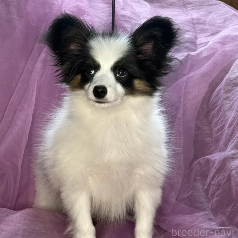 販売中の三重県のパピヨン-428518