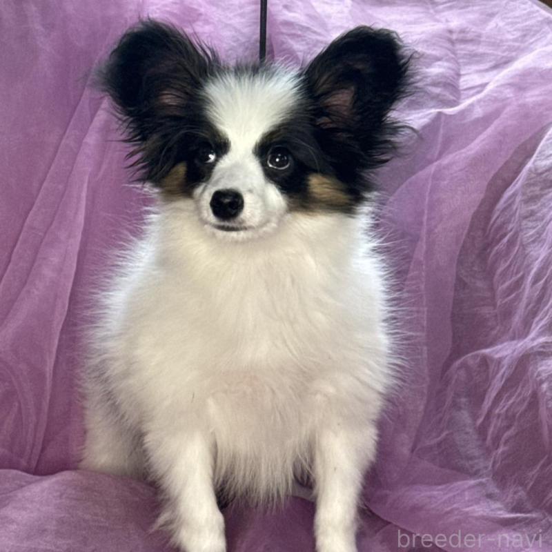 販売中の三重県のパピヨン-428518の2枚目