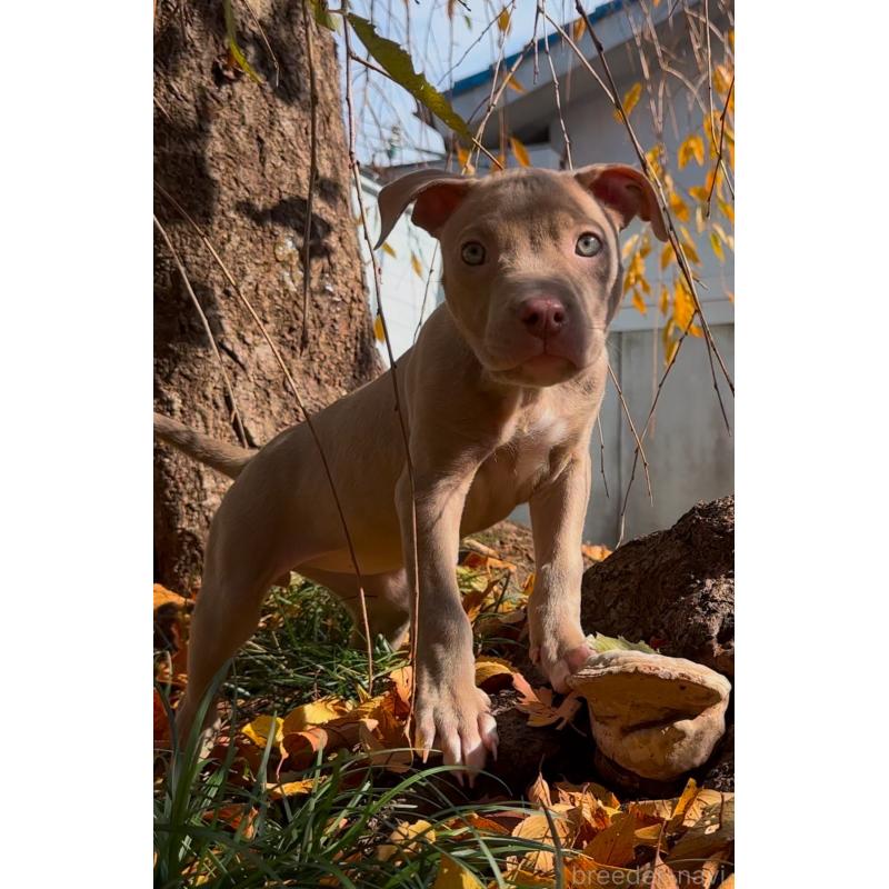 販売中の埼玉県のアメリカンピットブルテリア-428436の2枚目