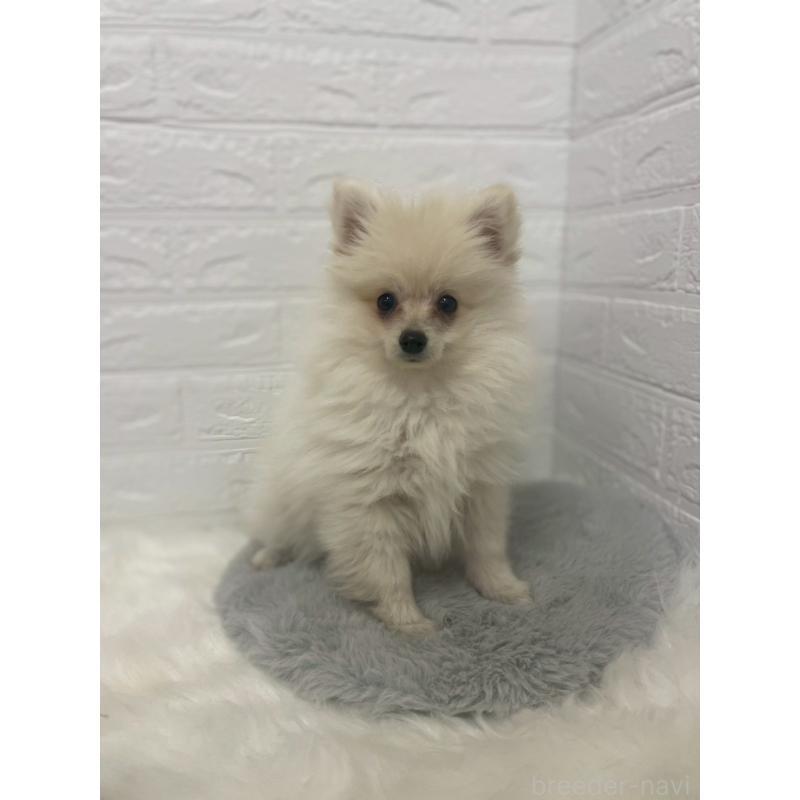 販売中の岡山県のポメラニアン-420812の5枚目