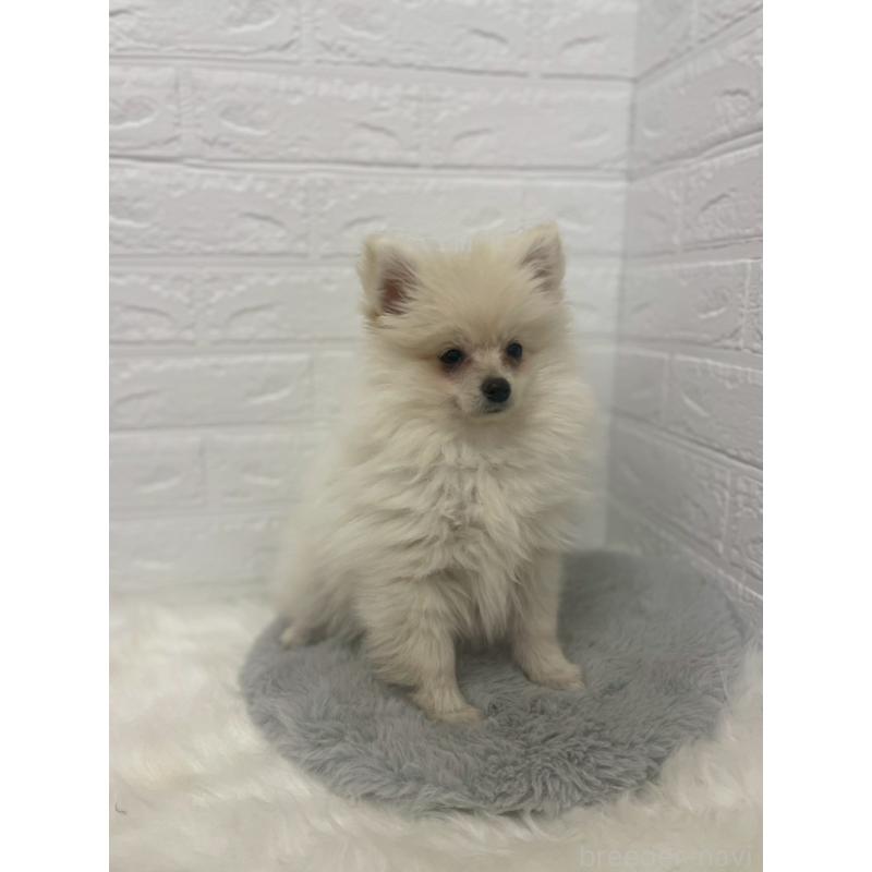販売中の岡山県のポメラニアン-420812の4枚目