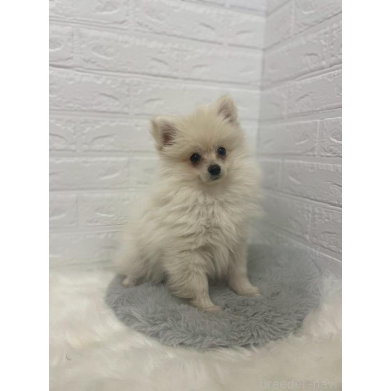 販売中の岡山県のポメラニアン-420812の3枚目