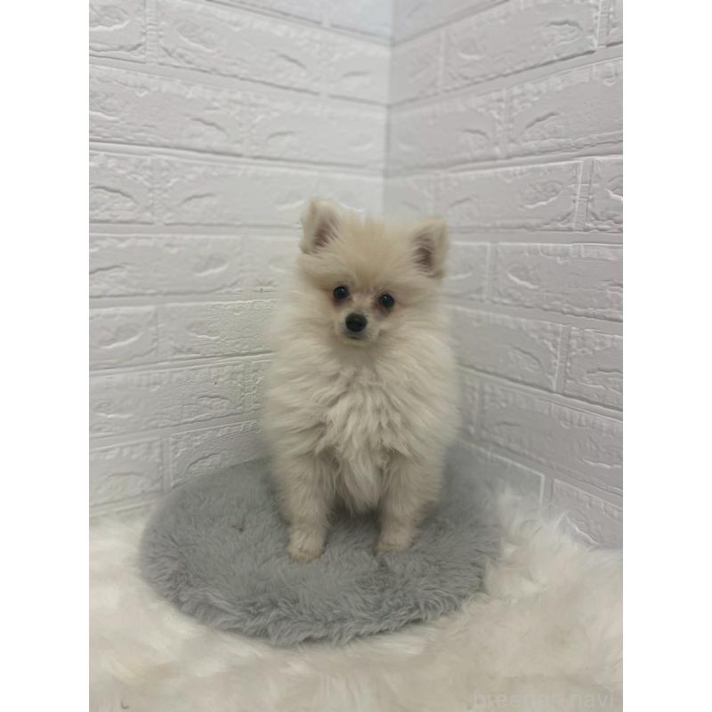 販売中の岡山県のポメラニアン-420812の2枚目