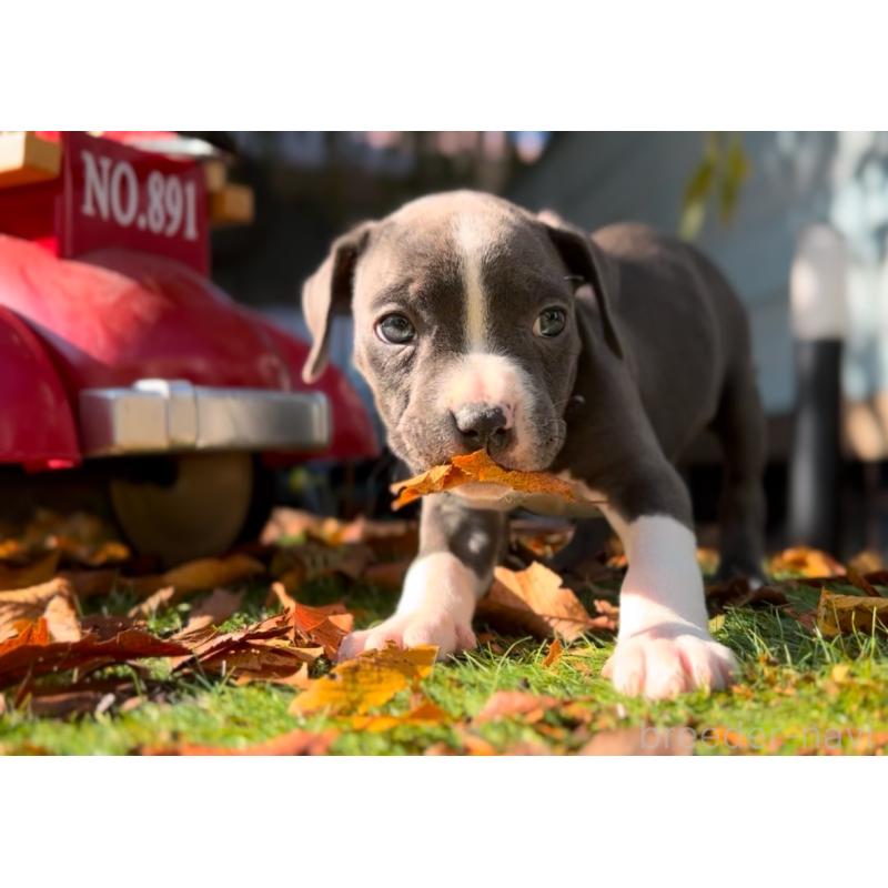 販売中の埼玉県のアメリカンピットブルテリア-428450の4枚目