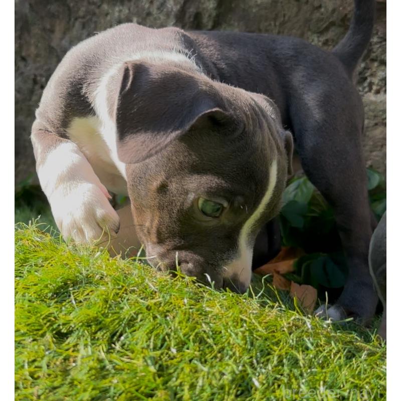 販売中の埼玉県のアメリカンピットブルテリア-428450の3枚目