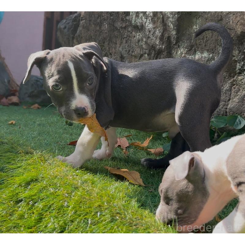 販売中の埼玉県のアメリカンピットブルテリア-428450の2枚目