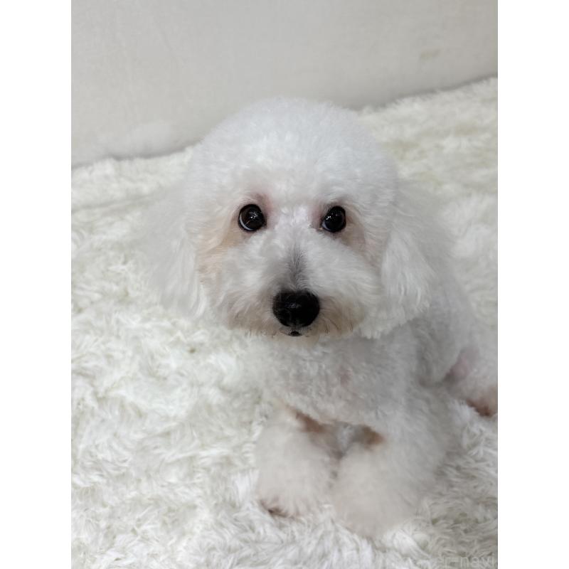 ぱんこちゃん1枚目