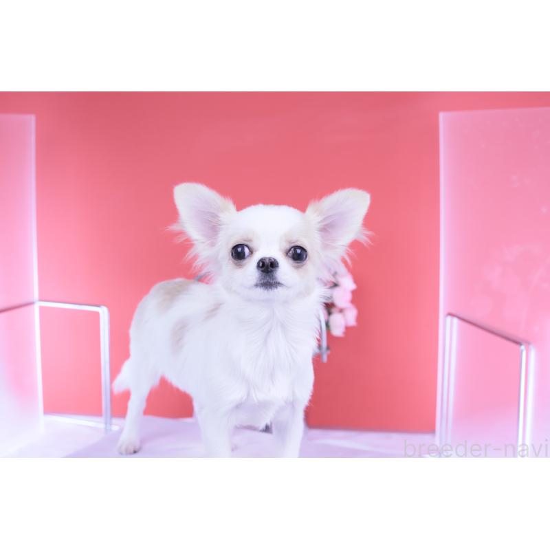 販売中の愛知県のチワワ(ロングコート)-403507の13枚目