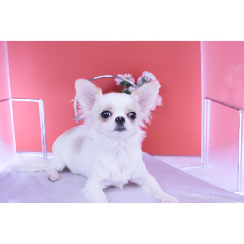 販売中の愛知県のチワワ(ロングコート)-403507の11枚目