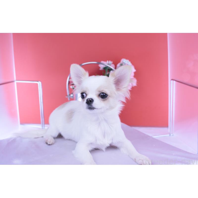 販売中の愛知県のチワワ(ロングコート)-403507の10枚目