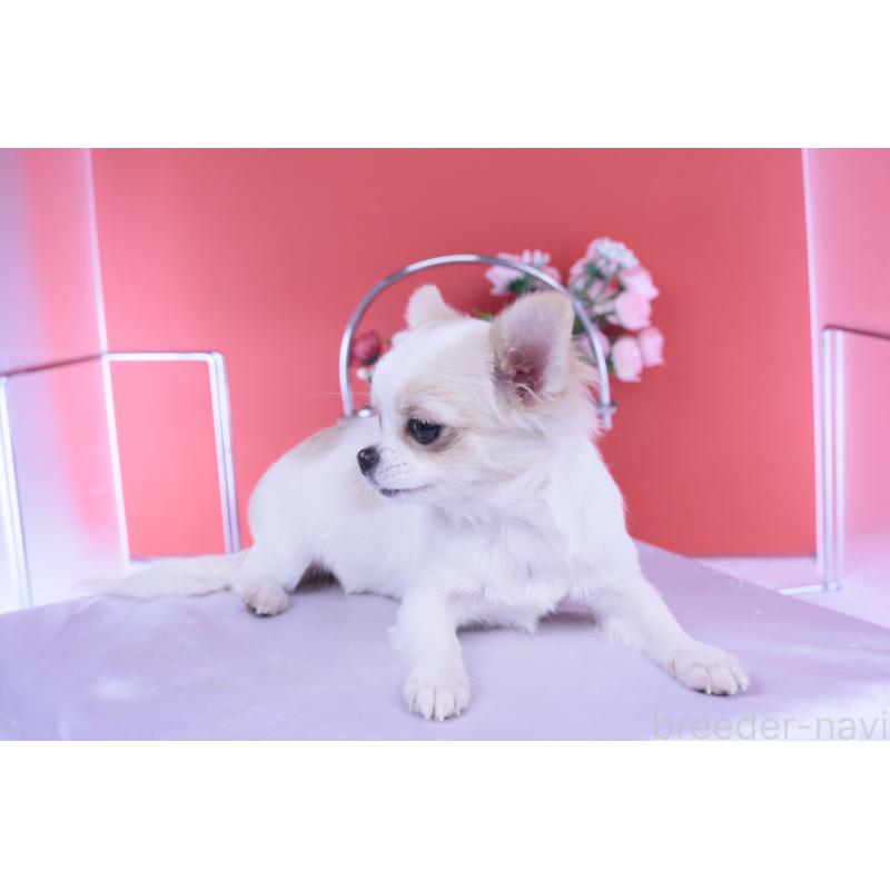 販売中の愛知県のチワワ(ロングコート)-403507の9枚目