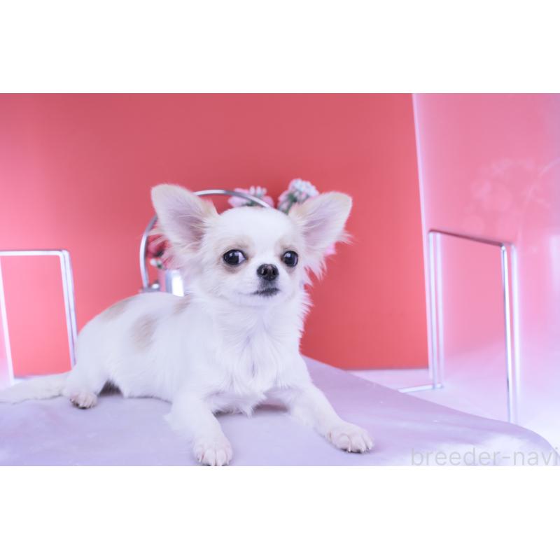 販売中の愛知県のチワワ(ロングコート)-403507の8枚目